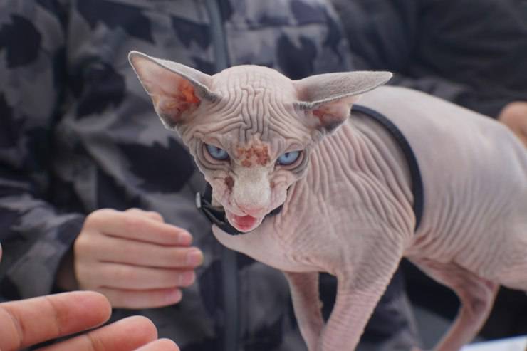 Riconoscere la razza di un gatto dal pelo Riconoscere la razza di un gatto dal pelo