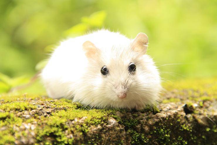 Il criceto può mangiare le noci