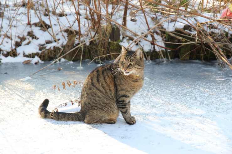 Micio nella neve