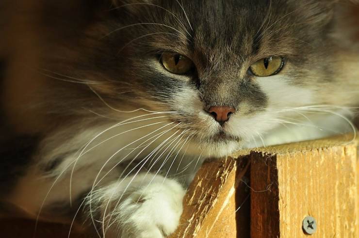 Gatto in primo piano