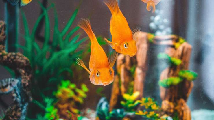 pesce con la faccia gonfia i pesci vomitano