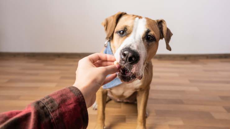 il cane può mangiare il calamaro