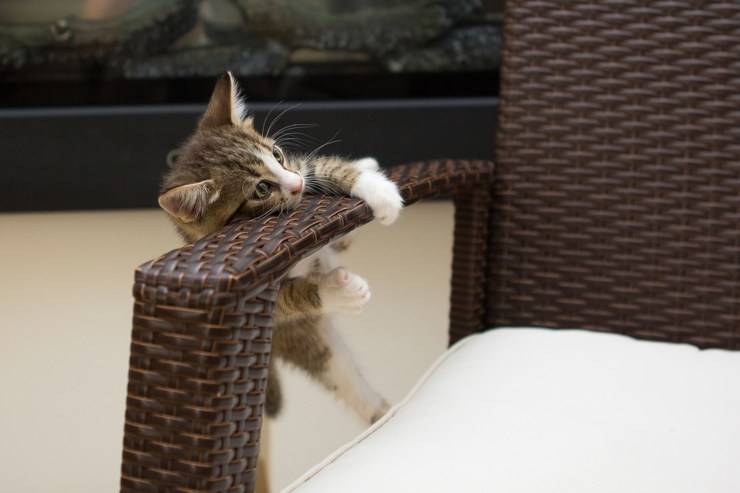 gatto gattino gatti imitano comportamenti umani