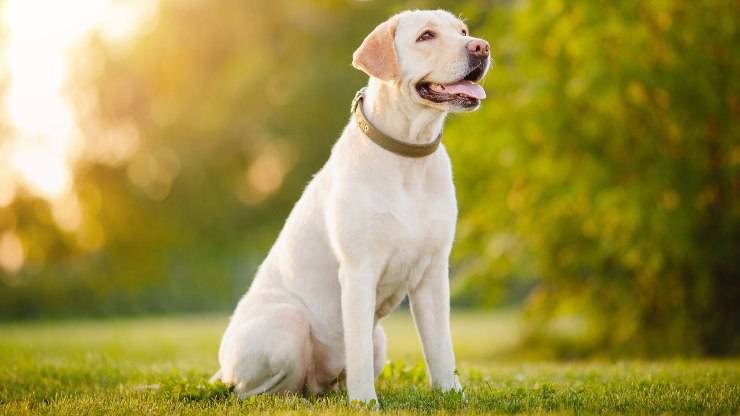 Labrador Retreiver