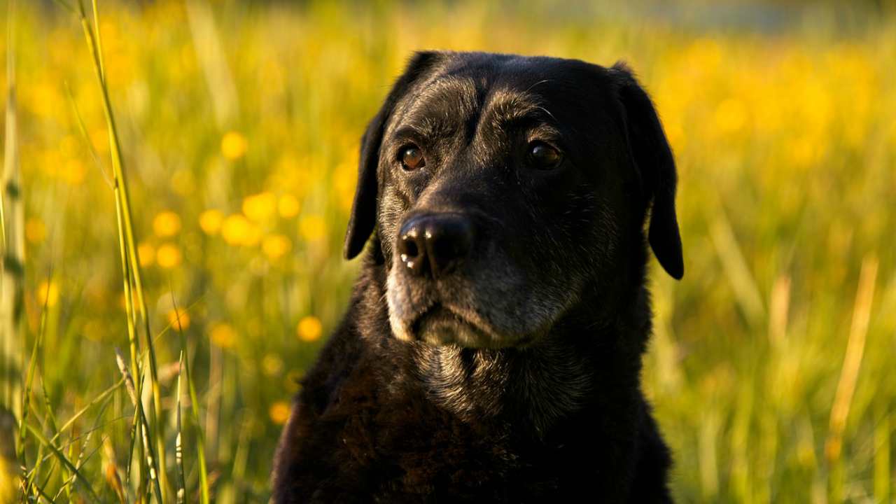 Sguardo del cane (foto Pixabay)