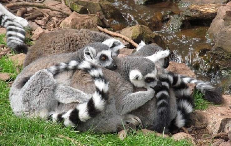 famiglia di lemuri