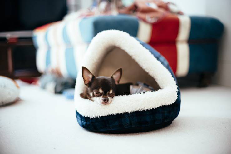 cane nel suo lettino lettino per cane