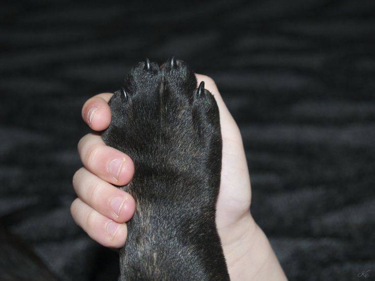 Razze di cani con le zampe più forti Razze di cani con le zampe più forti