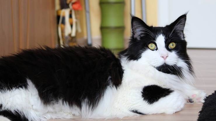 maine coon