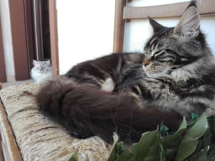 Mamma gatta e cuccioli