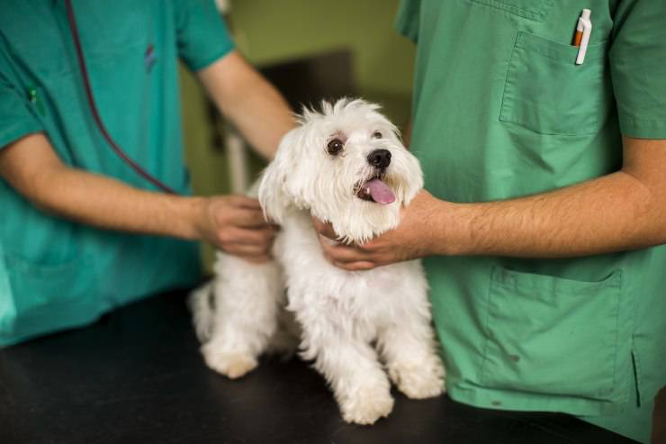 maltese e medico