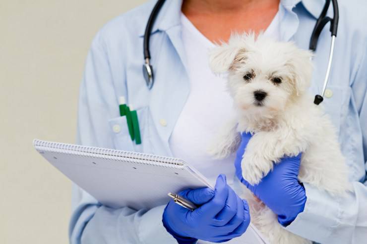 maltese e veterinario maltese e veterinario