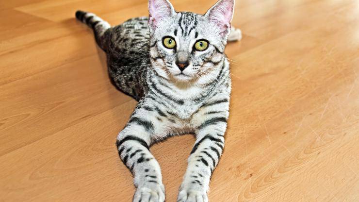 mau egiziano