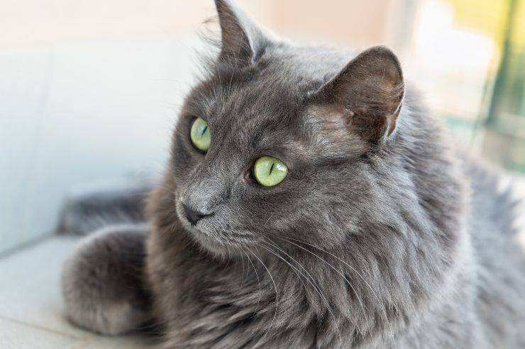 nebelung