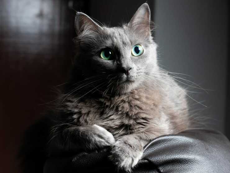 nebelung