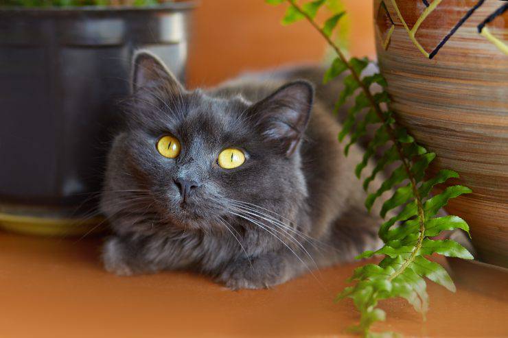 nebelung