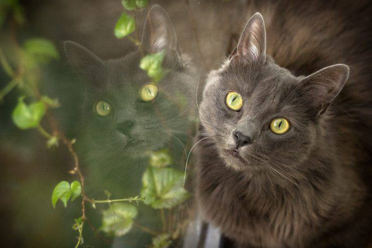 nebelung