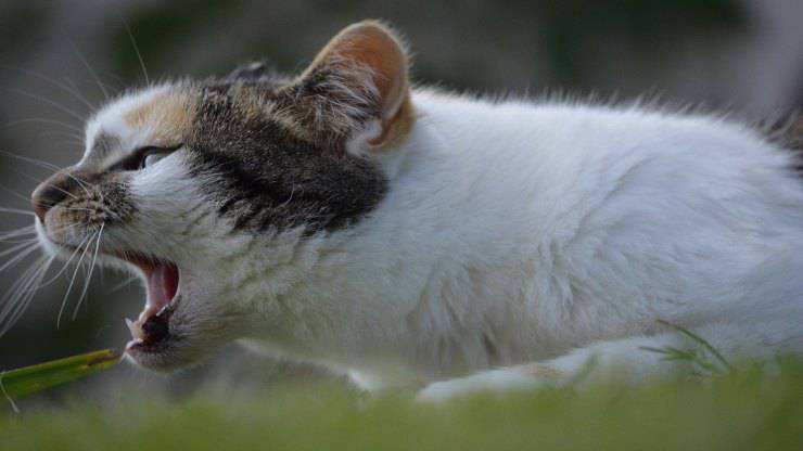 Il gatto singhiozza e vomita Il gatto singhiozza e vomita