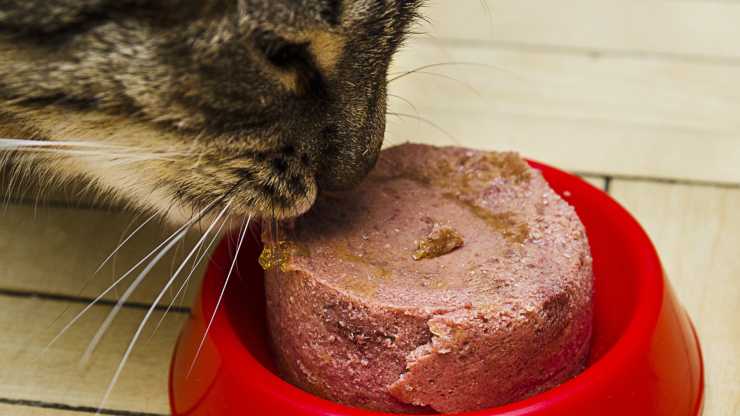gatto mangia il paté paté per gatti