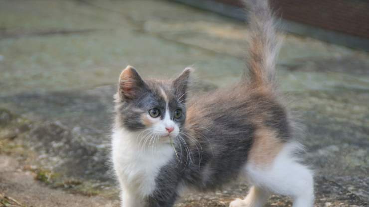 perché il gatto scodinzola