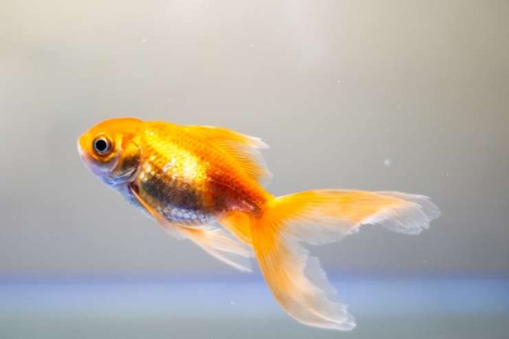pesce