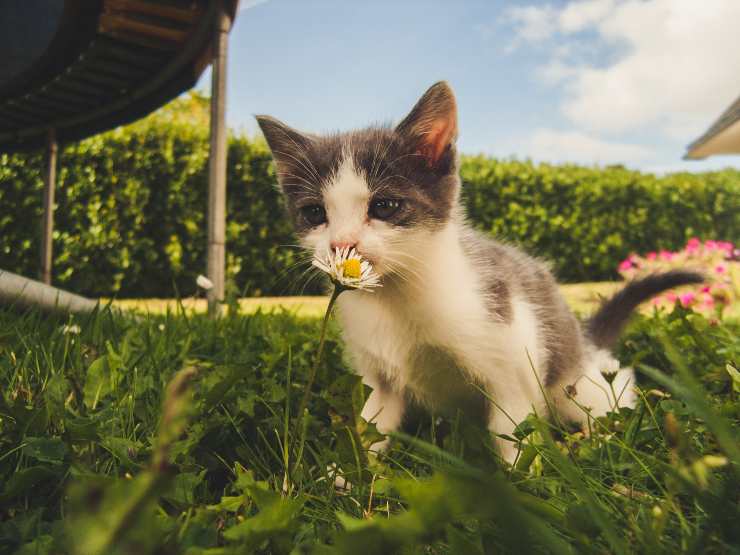 Il gatto visita le case altrui Il gatto visita le case altrui