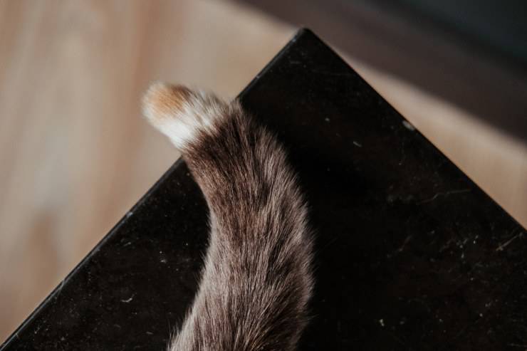 Fasciare la coda al gatto