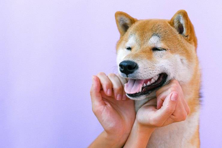 Cane che ha conati ma non vomita Cane che ha conati ma non vomita