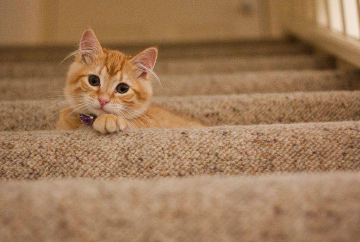 Il gatto si lima le unghie sui mobili