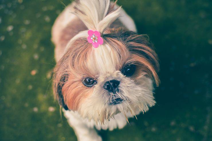 Il cane resta incinta