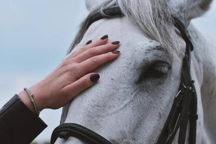 Il cavallo e i suoi sintomi