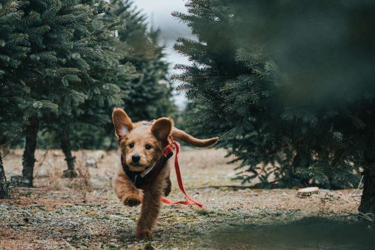 Attività fisica nel cane