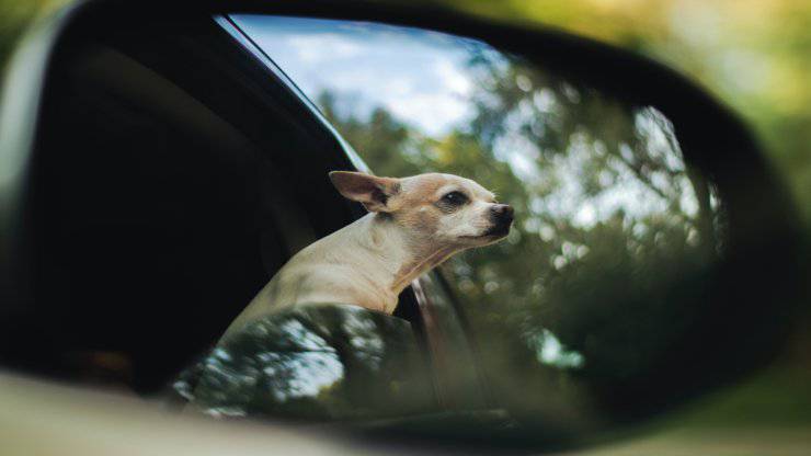 Il cane e il mal d'auto