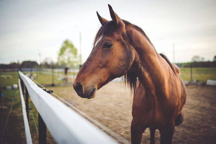 Il cavallo e le patologie