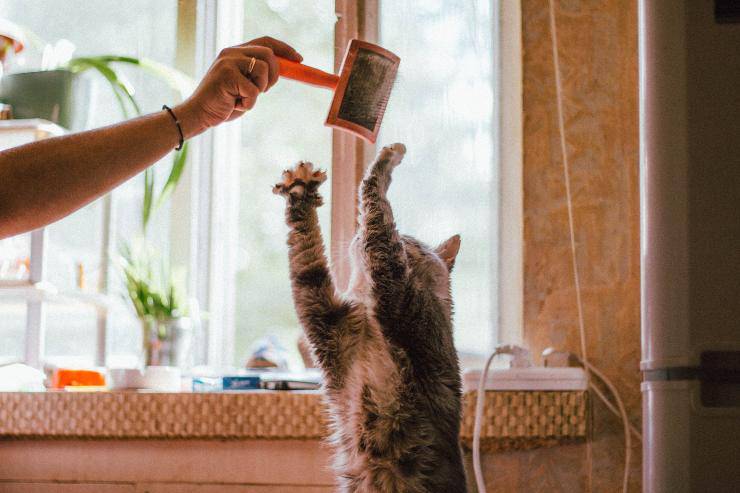 Gatto afferra con le unghie