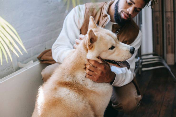 Il cane ha conati ma non vomita Cane che ha conati ma non vomita