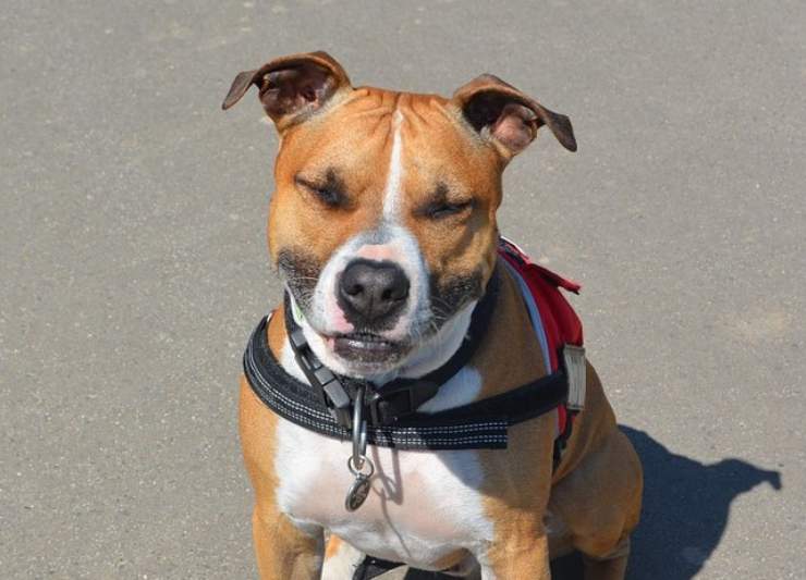 via ordinanza anti pitbull 30 anni