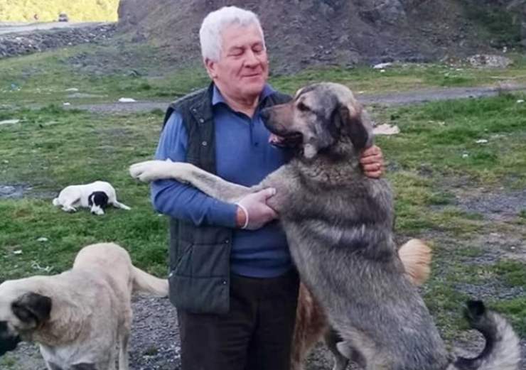 professore pensione laurea veterinario randagi