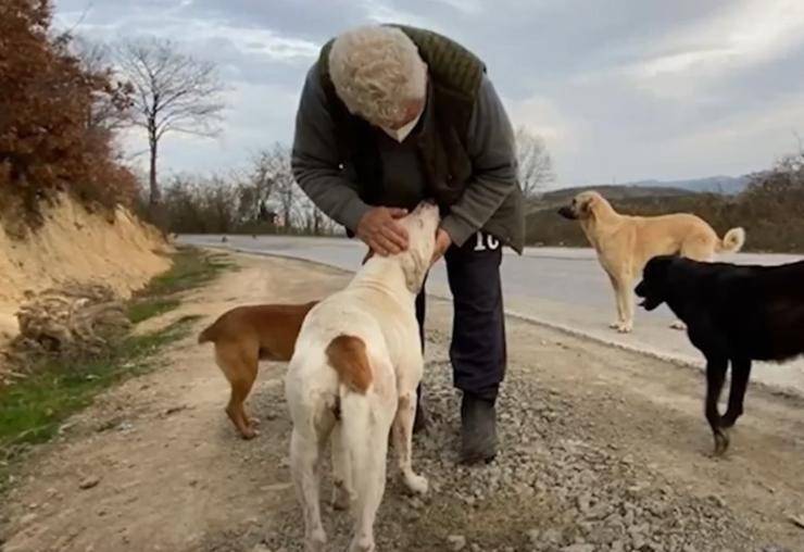 professore pensione laurea veterinario randagi