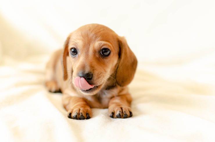 Il cane lecca gli occhi del padrone