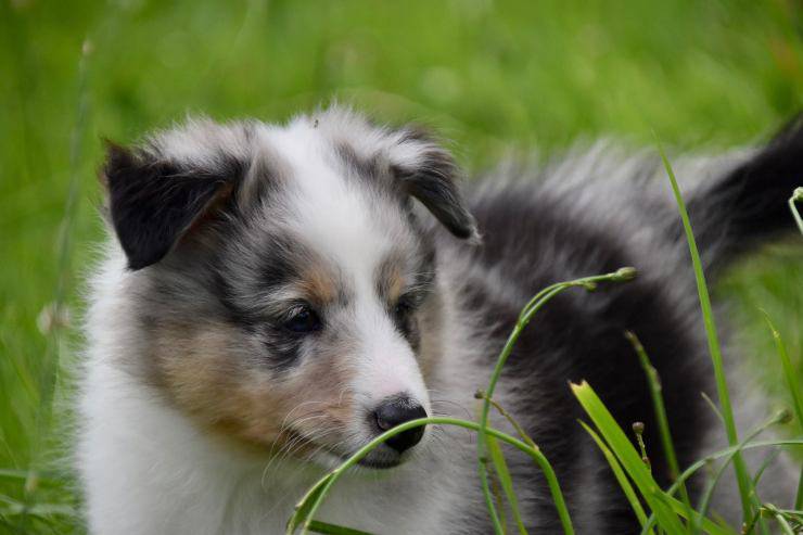 Il cane e la menta Il cane e la menta