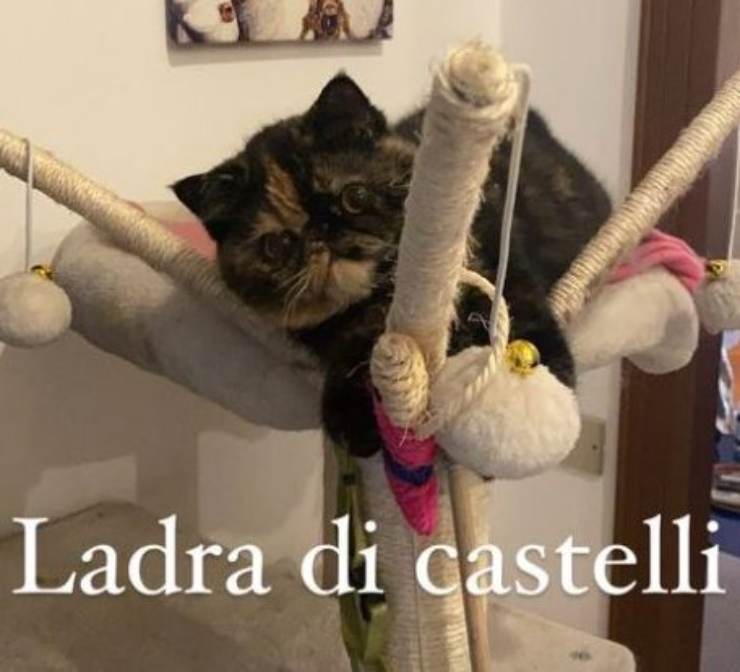 Aurora Ramazzotti ladro casa gatto