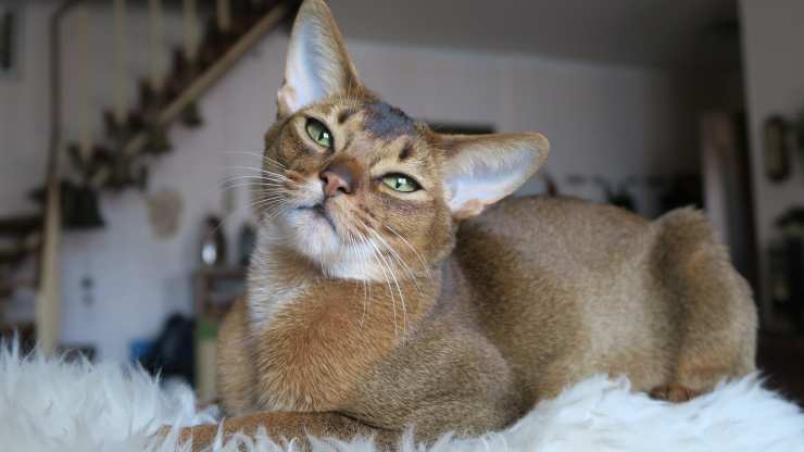 gatto abissino razze di gatti che si ammalano