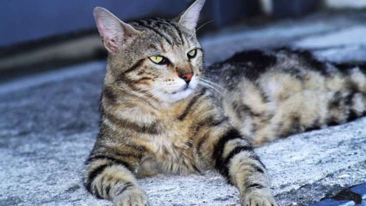 razze di gatti tigrati