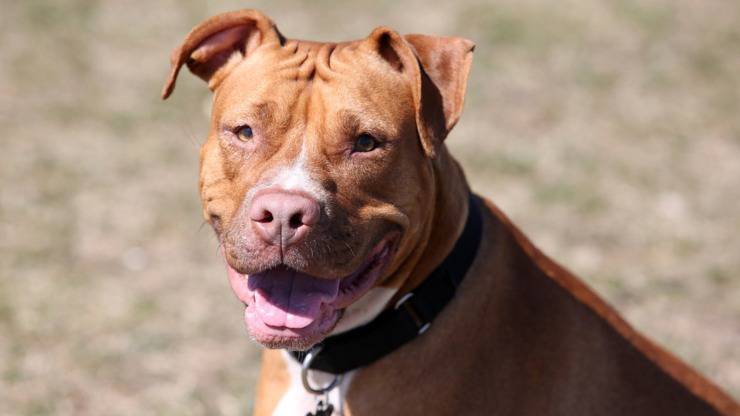 cane aggressivo pitbull pit bull