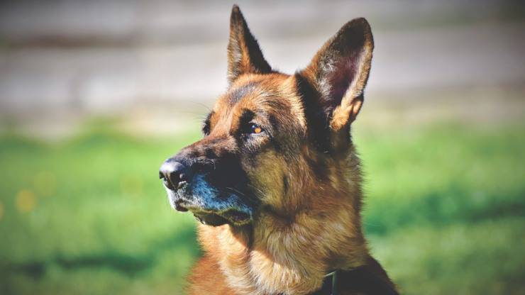 cane pastore tedesco compagni compatibili razze