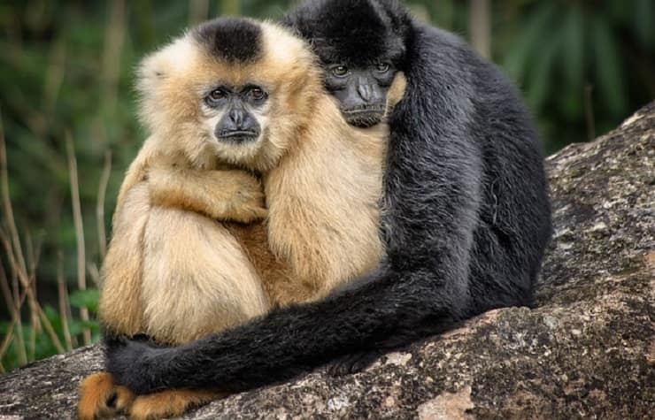 abbracci tra animali
