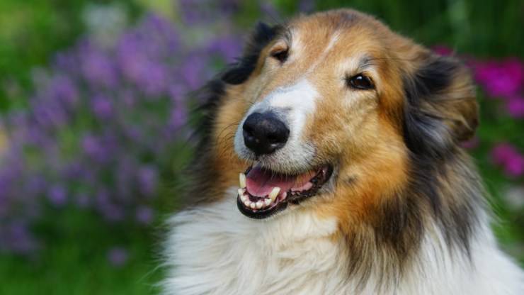cane da pastore scozzese ha una predisposizione a diventare cieco cane pastore scozzese cecità ciechi cieco cani