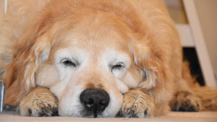 cane che dorme