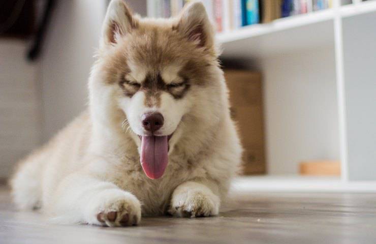 Le spezie e il cane